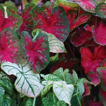 Caladium 'Mix' - Cladium Mix Caladium 'Mix' - Cladium Mix