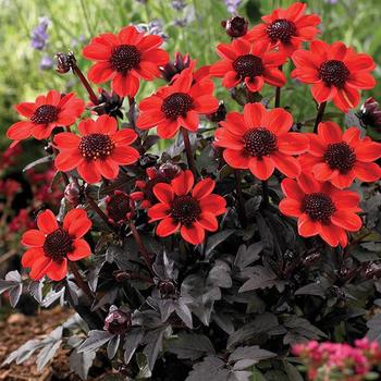Dahlia Bronze Leaf 'Pulp Fiction' - Pulp Fiction Bronze Leaf Dahlia Dahlia Bronze Leaf 'Pulp Fiction' - Pulp Fiction Bronze Leaf Dahlia