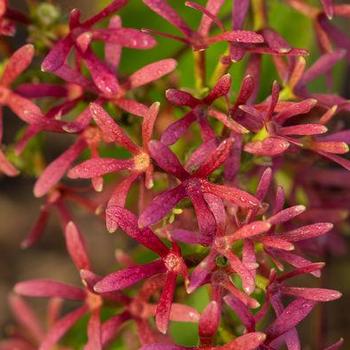 Heptacodium Miconiodes 'Minhep' - Tianshan® Seven-Son Flower