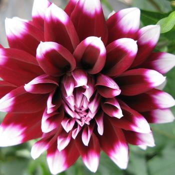 Dahlia Dinner Plate 'Mystery Day' - Mystery Day Dinner Plate Dahlia Dahlia Dinner Plate 'Mystery Day' - Mystery Day Dinner Plate Dahlia