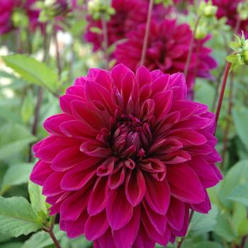 Dahlia Dinner Plate 'Thomas Edison' - Thomas Edison Dinner Plate Dahlia Dahlia Dinner Plate 'Thomas Edison' - Thomas Edison Dinner Plate Dahlia