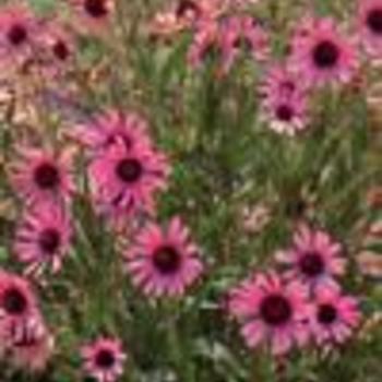 Echinacea tennesseensis 'Hyb' - Tennessee Coneflower Echinacea tennesseensis 'Hyb' - Tennessee Coneflower