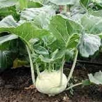 Kohlrabi 'Grand Duke' - Grand Duke Kohlrabi Kohlrabi 'Grand Duke' - Grand Duke Kohlrabi