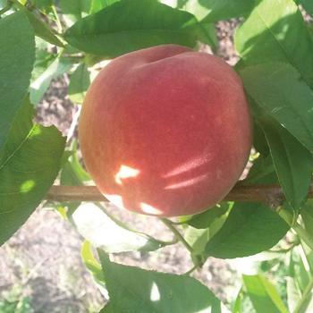 Prunus 'Contender' - Contender Peach