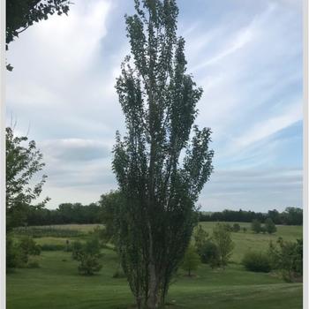 Populus tomentosa var. 'Xianjiang' - Xianjiang Columnar White Poplar