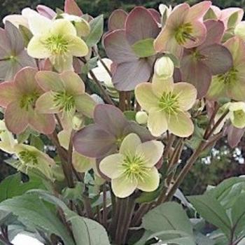 Helleborus 'Winter Magic Candy Love' - Candy Love Lenten Rose Helleborus 'Winter Magic Candy Love' - Candy Love Lenten Rose