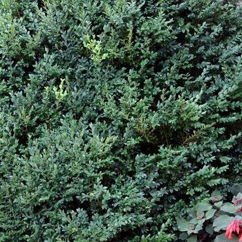 Buxus 'Green Mountain' - Green Mountain Boxwood