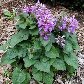 Stachys macrantha 'Superba' - Superba Stachys Stachys macrantha 'Superba' - Superba Stachys