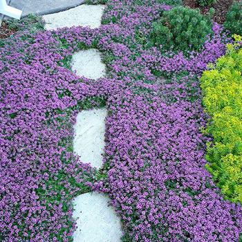 Thymus praecox 'Nutmeg' - Creeping Thyme Thymus praecox 'Nutmeg' - Creeping Thyme