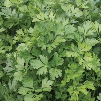 Petroselinum crispum 'Giant of Italy' - Giant of Italy Parsley Petroselinum crispum 'Giant of Italy' - Giant of Italy Parsley