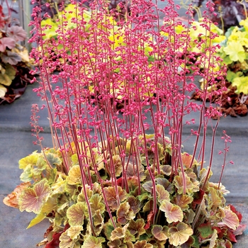 Heuchera 'Northern Exposure Sienna' - Northern Exposure™ Sienna Coral Bells Heuchera 'Northern Exposure Sienna' - Northern Exposure™ Sienna Coral Bells