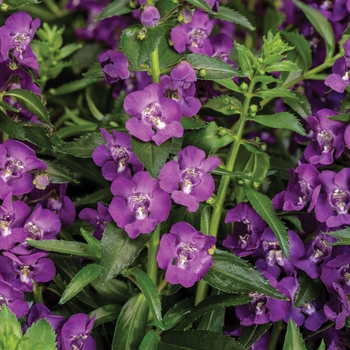 Angelonia hybrid - Angelface® Super Blue Angelonia hybrid - Angelface® Super Blue