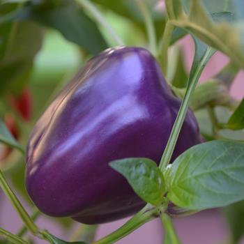 Capsicum annuum - Purple Bell Pepper Capsicum annuum - Purple Bell Pepper