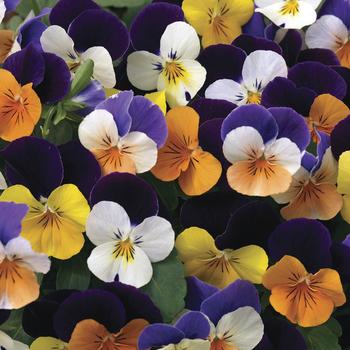 Viola cornuta - Penny™ 'Jump-up Mix' Viola cornuta - Penny™ 'Jump-up Mix'