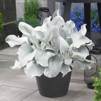 Senecio hybrid - 'Angel Wings' Senecio hybrid - 'Angel Wings'