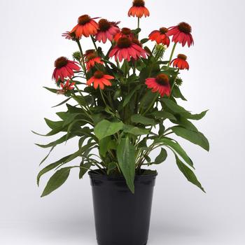 Echinacea x hybrida - Artisan™ Ombre Red Echinacea x hybrida - Artisan™ Ombre Red