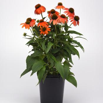 Echinacea x hybrida - Artisan™ Soft Orange Echinacea x hybrida - Artisan™ Soft Orange