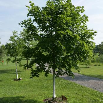 Acer saccharum 'Hiawatha 1' - Oregon Trail® Sugar Maple