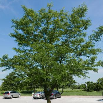 Gleditsia triacanthos inermis 'Skycole' - Skyline® Honeylocust