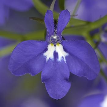 Lobelia erinus - Techno® Upright Cobalt Blue Lobelia erinus - Techno® Upright Cobalt Blue