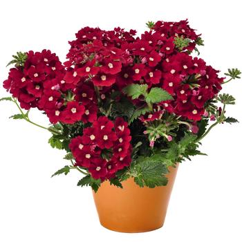 Verbena - 'Empress Flair Burgundy' Verbena - 'Empress Flair Burgundy'