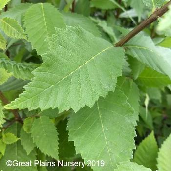 Ulmus americana 'Endurance' - Endurance Elm