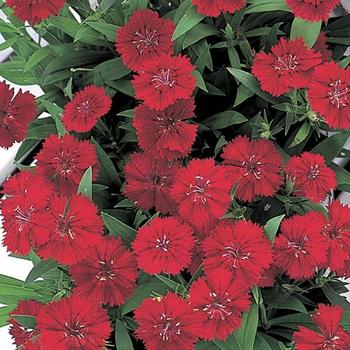 Dianthus chinensis x barbatus - Telstar Scarlet