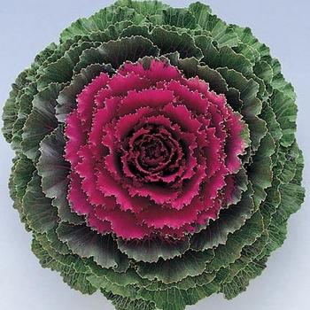 Brassica oleracea - Nagoya Rose Kale Brassica oleracea - Nagoya Rose Kale