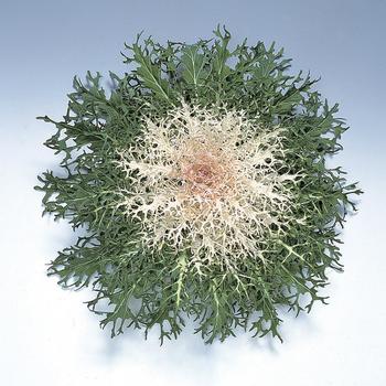 Brassica oleracea - 'Peacock White' Ornamental Kale Brassica oleracea - 'Peacock White' Ornamental Kale