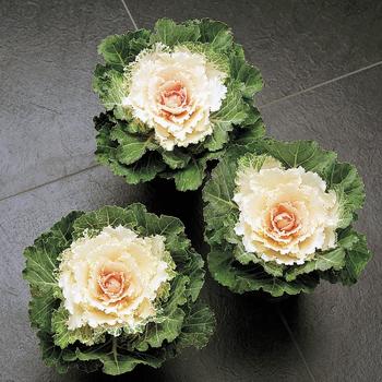 Brassica oleracea - Osaka White Brassica oleracea - Osaka White