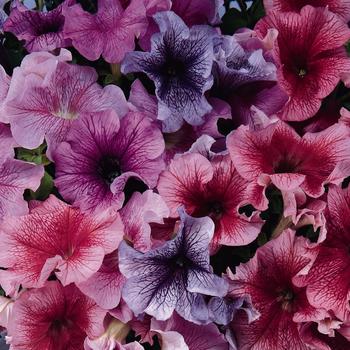 Petunia hybrid - 'Sugar Daddy Mix' Petunia hybrid - 'Sugar Daddy Mix'