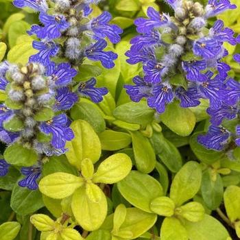 Ajuga 'Feathered Friends Cordial Canary - Feathered Friends Cordial Canary Ajuga 'Feathered Friends Cordial Canary - Feathered Friends Cordial Canary