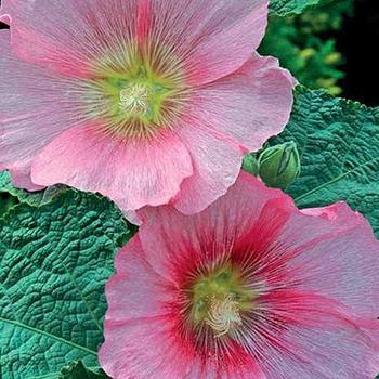 Alcea rosea 'Spotlight Radiant Rose' - 'Spotlight Radiant Rose' Hollyhock Alcea rosea 'Spotlight Radiant Rose' - 'Spotlight Radiant Rose' Hollyhock