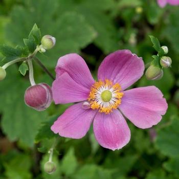 Anemone hupehensis 'Fantasy Red Ridinghood' - 'Fantasy Red Ridinghood' Anemone Anemone hupehensis 'Fantasy Red Ridinghood' - 'Fantasy Red Ridinghood' Anemone