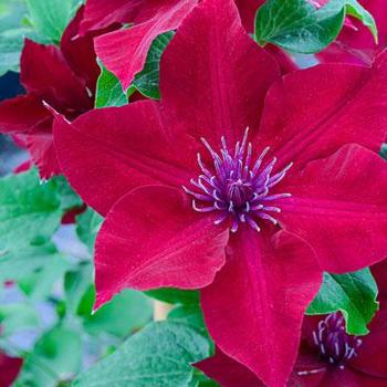 Clematis 'Nubia' - Nubia Clematis Clematis 'Nubia' - Nubia Clematis