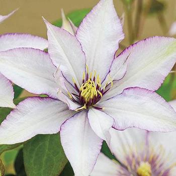 Clematis 'Samaritan Jo' PPAF 'Samaritan Jo' PPAF - Samaritan Jo Clematis Clematis 'Samaritan Jo' PPAF 'Samaritan Jo' PPAF - Samaritan Jo Clematis