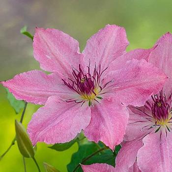 Clematis 'Sarah Elizabeth' - Sarah Elizabeth Clematis Clematis 'Sarah Elizabeth' - Sarah Elizabeth Clematis
