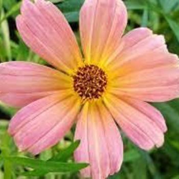 Coreopsis 'Shades of Rose' 'Permathread Shades of Rose' - Shades of Rose Coreopsis Coreopsis 'Shades of Rose' 'Permathread Shades of Rose' - Shades of Rose Coreopsis