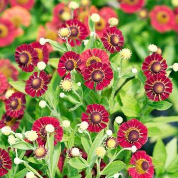 Helenium autumnale 'Mariachi ‘Salsa' PPAF - 'Mariachi ‘Salsa' Blanket Flower Helenium autumnale 'Mariachi ‘Salsa' PPAF - 'Mariachi ‘Salsa' Blanket Flower