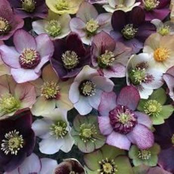 Helleborus 'Pine Knot Select' - Pine Knot Select Lenten Rose Helleborus 'Pine Knot Select' - Pine Knot Select Lenten Rose