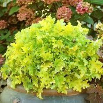 Heuchera 'Lime Marmalade' - Lime Marmalade Coral Bells Heuchera 'Lime Marmalade' - Lime Marmalade Coral Bells