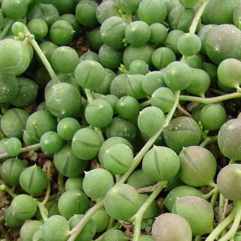 Senecio rowleyanus - String of Pearls Senecio rowleyanus - String of Pearls