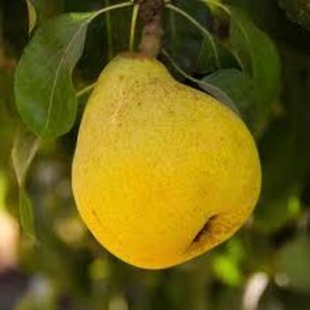 Pyrus 'Anjou' - Anjou Pear