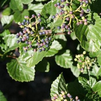 Viburnum dentatum var. deamii 'SMVDLS'/'SMVDBL' - Glitters and Glows™ Viburnum