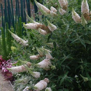 Buddleia 'Buzz Ivory' Butterfly Bush - Butterfly Bush 'Buzz Ivory' Buddleia 'Buzz Ivory' Butterfly Bush - Butterfly Bush 'Buzz Ivory'