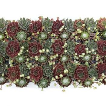 Sempervivum 'Chick Charms® Tri Berries and Cream' - 'Chick Charms® Tri Berries and Cream' Hen and Chicks