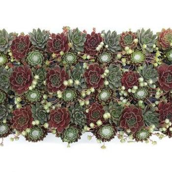Sempervivum 'Chick Charms® Tri Berries and Cream' - 'Chick Charms® Tri Berries and Cream' Hen and Chicks Sempervivum 'Chick Charms® Tri Berries and Cream' - 'Chick Charms® Tri Berries and Cream' Hen and Chicks