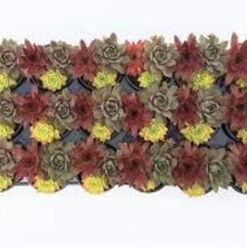 Sempervivum 'Chick Charms® Trio Candied Campfire - 'Chick Charms® Photo courtesy of Trio Candied Campfire' Hen and Chicks