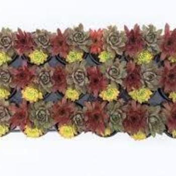 Sempervivum 'Chick Charms® Trio Candied Campfire' - Trio Candied Campfire Hen and Chicks Sempervivum 'Chick Charms® Trio Candied Campfire' - Trio Candied Campfire Hen and Chicks