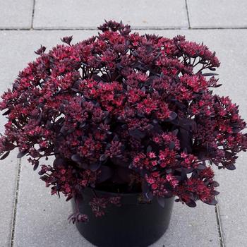 Sedum 'SunSparkler Plum Dazzled' - SunSparkler® Plum Dazzled Sedum